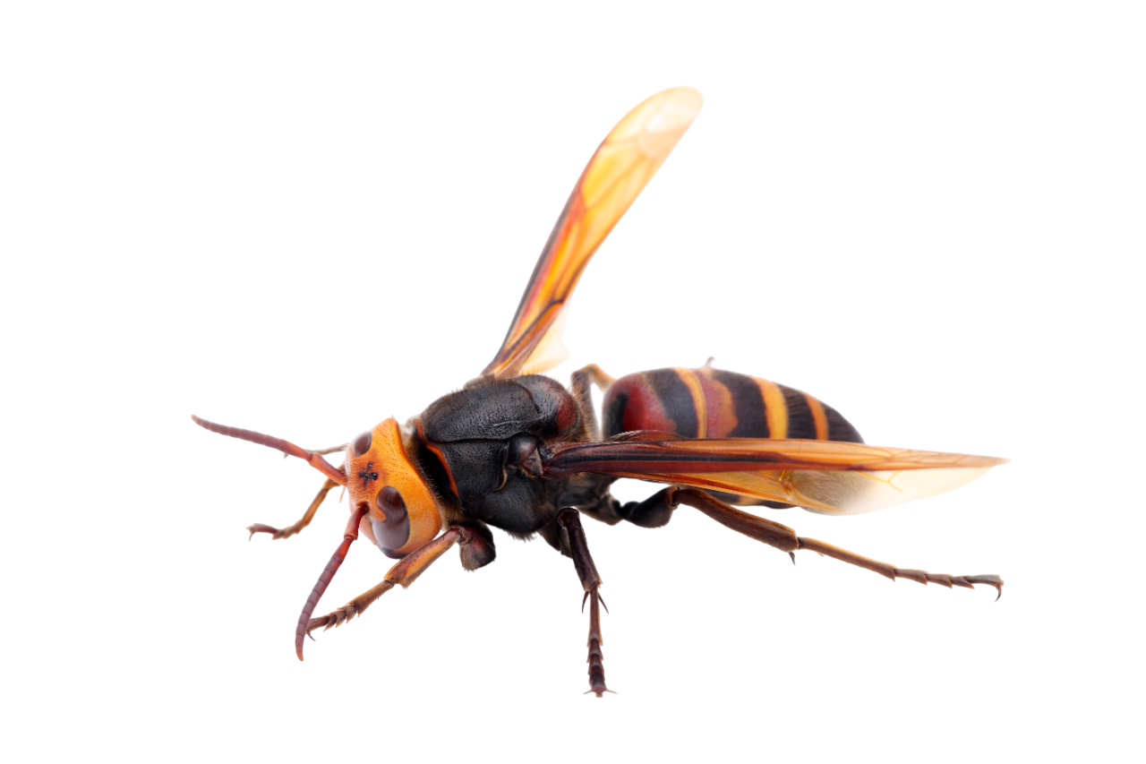 Шершень